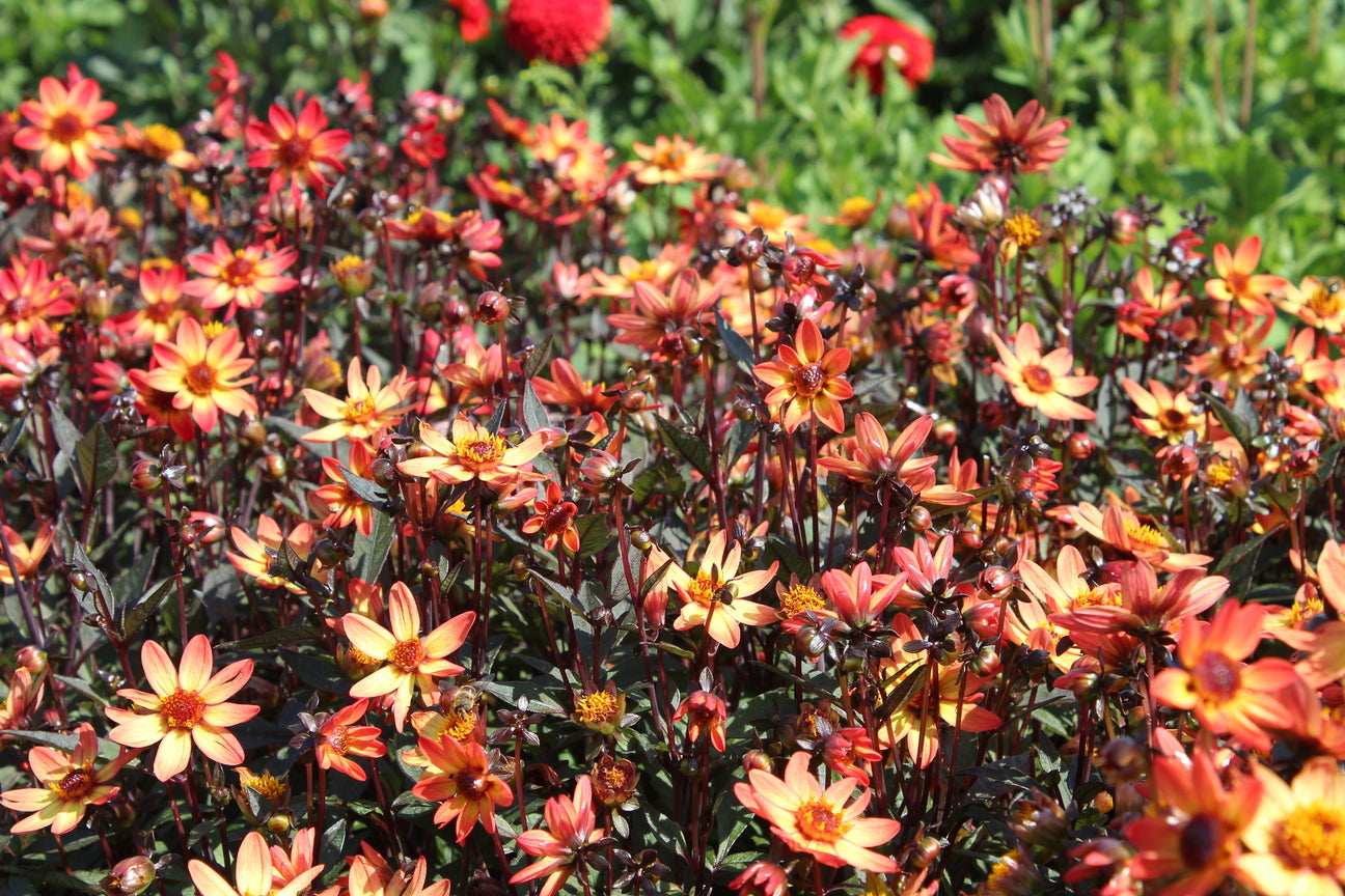 Dahlia 'Dark Angel Star Wars'