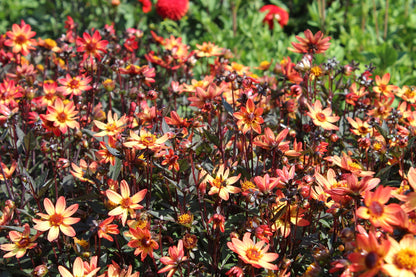 Dahlia 'Dark Angel Star Wars'