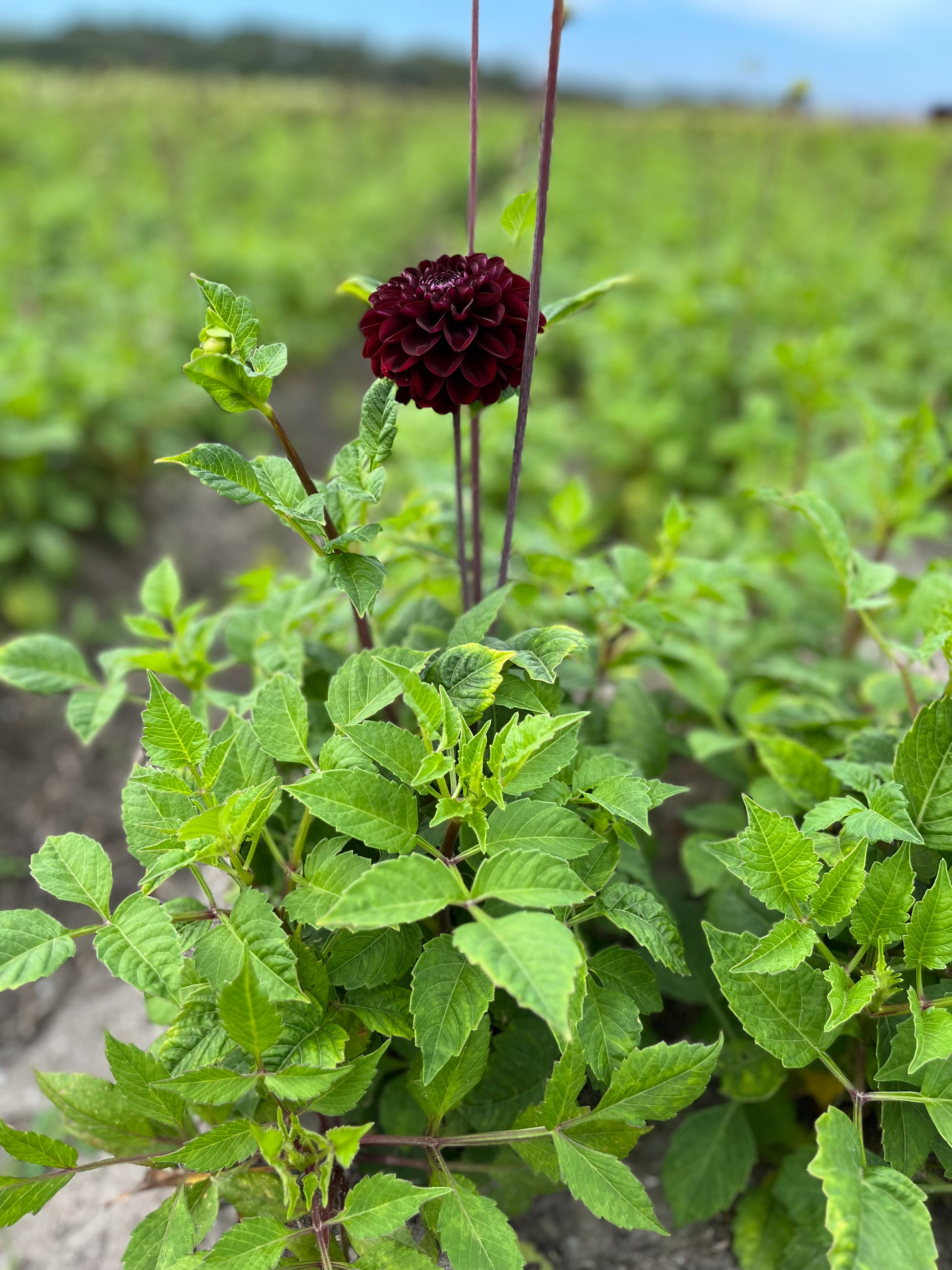 Dahlia 'Dark Spirit'