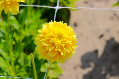 Dahlia 'Deep Impact'