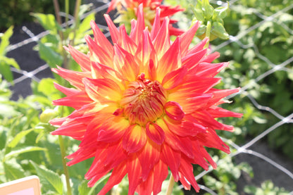 Dahlia 'Fire Up'