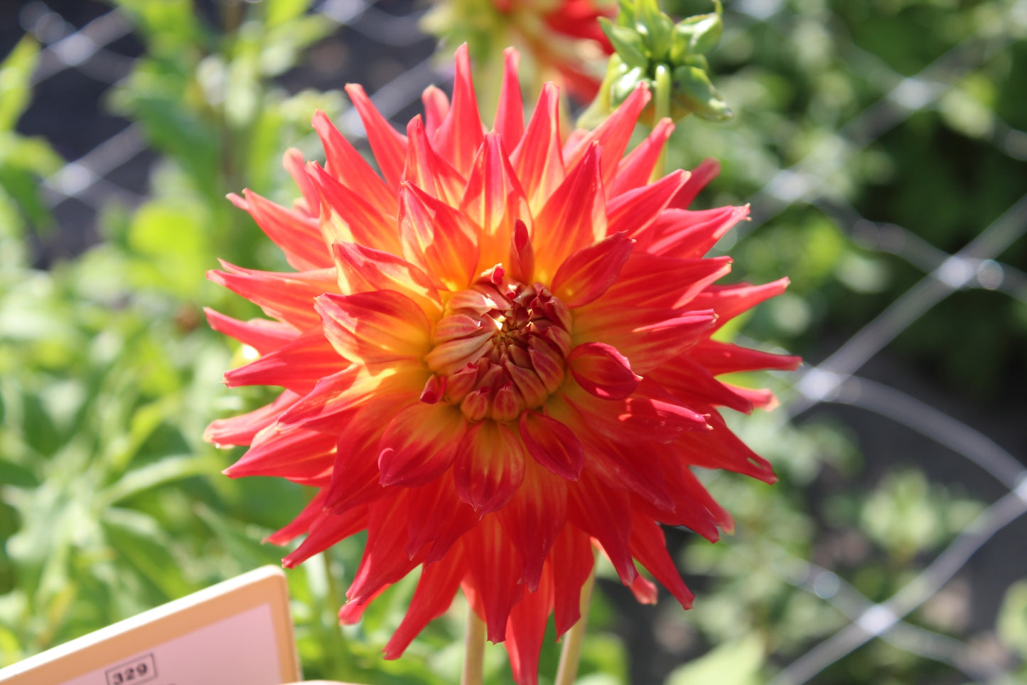 Dahlia 'Fire Up'