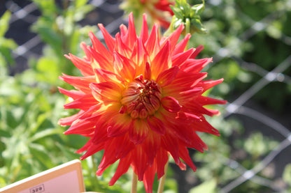 Dahlia 'Fire Up'