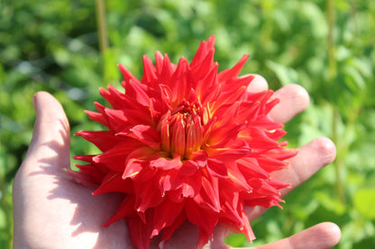 Dahlia 'Fire Up'