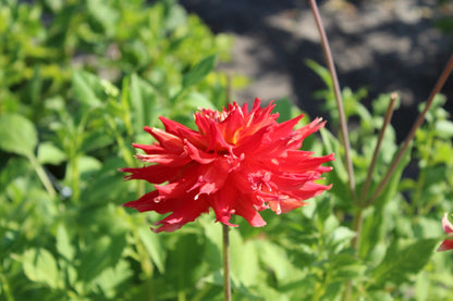 Dahlia 'Fire Up'