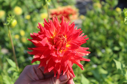 Dahlia 'Fire Up'