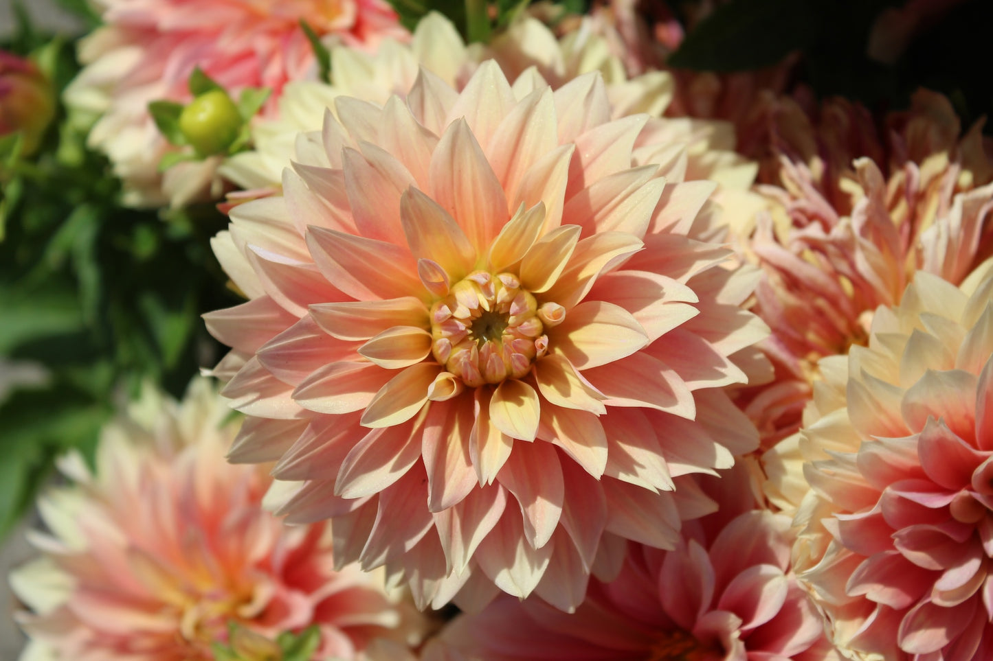 Dahlia 'Garden Desire'