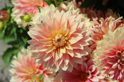 Dahlia 'Garden Desire'