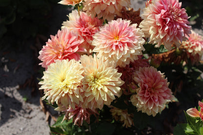 Dahlia 'Garden Desire'