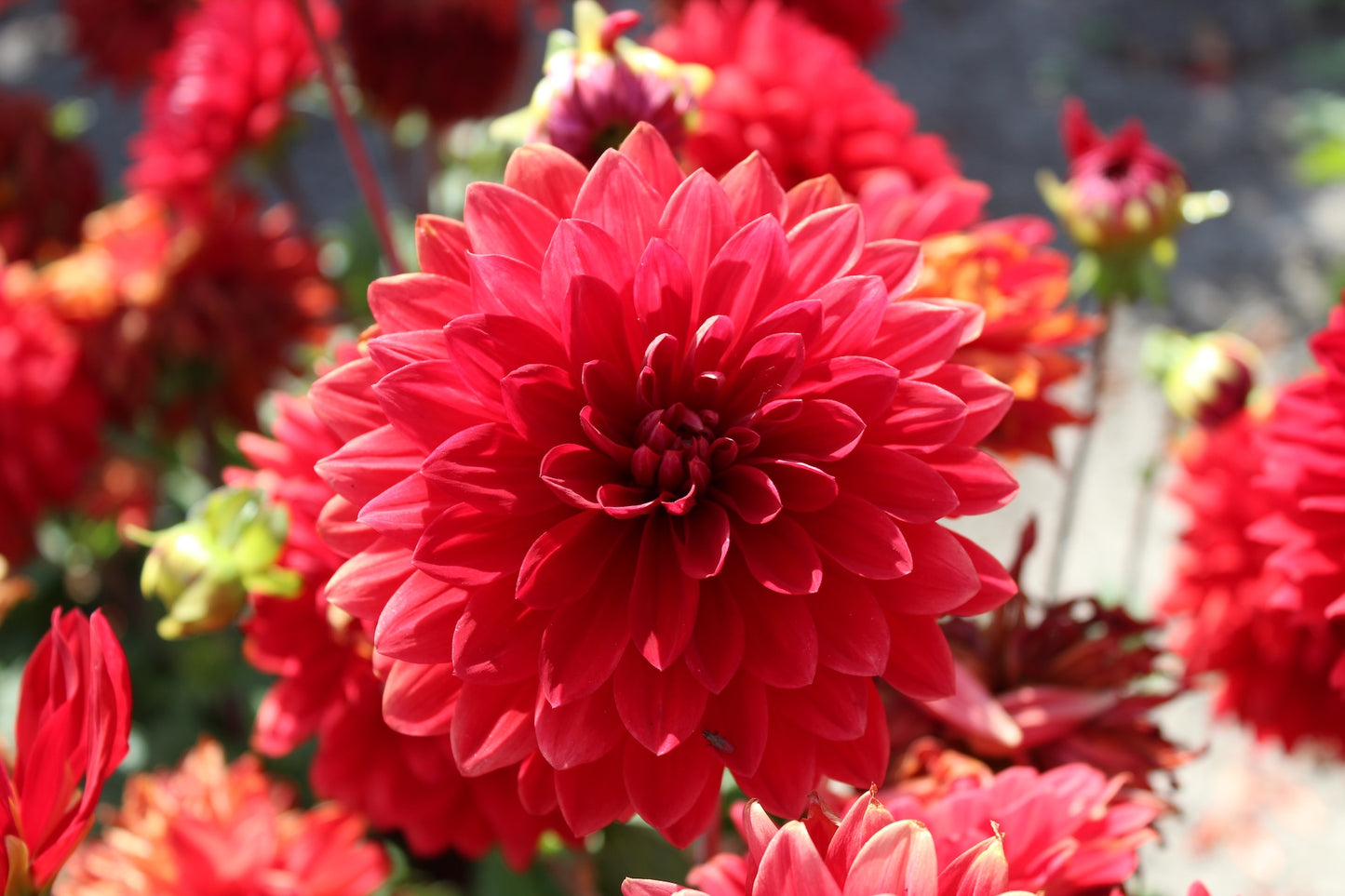 Dahlia 'Garden Wonder'