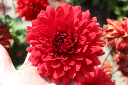 Dahlia 'Garden Wonder'