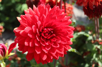 Dahlia 'Garden Wonder'