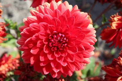 Dahlia 'Garden Wonder'