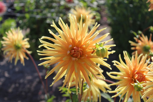Dahlia 'Gold Crown'