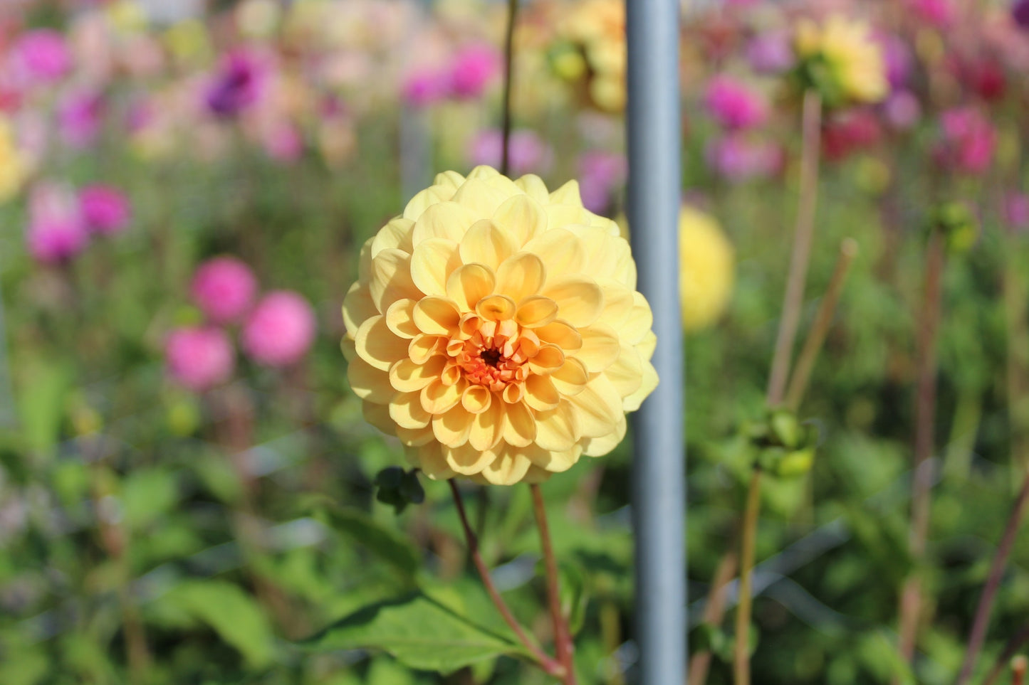 Dahlia 'Golden Scepter'