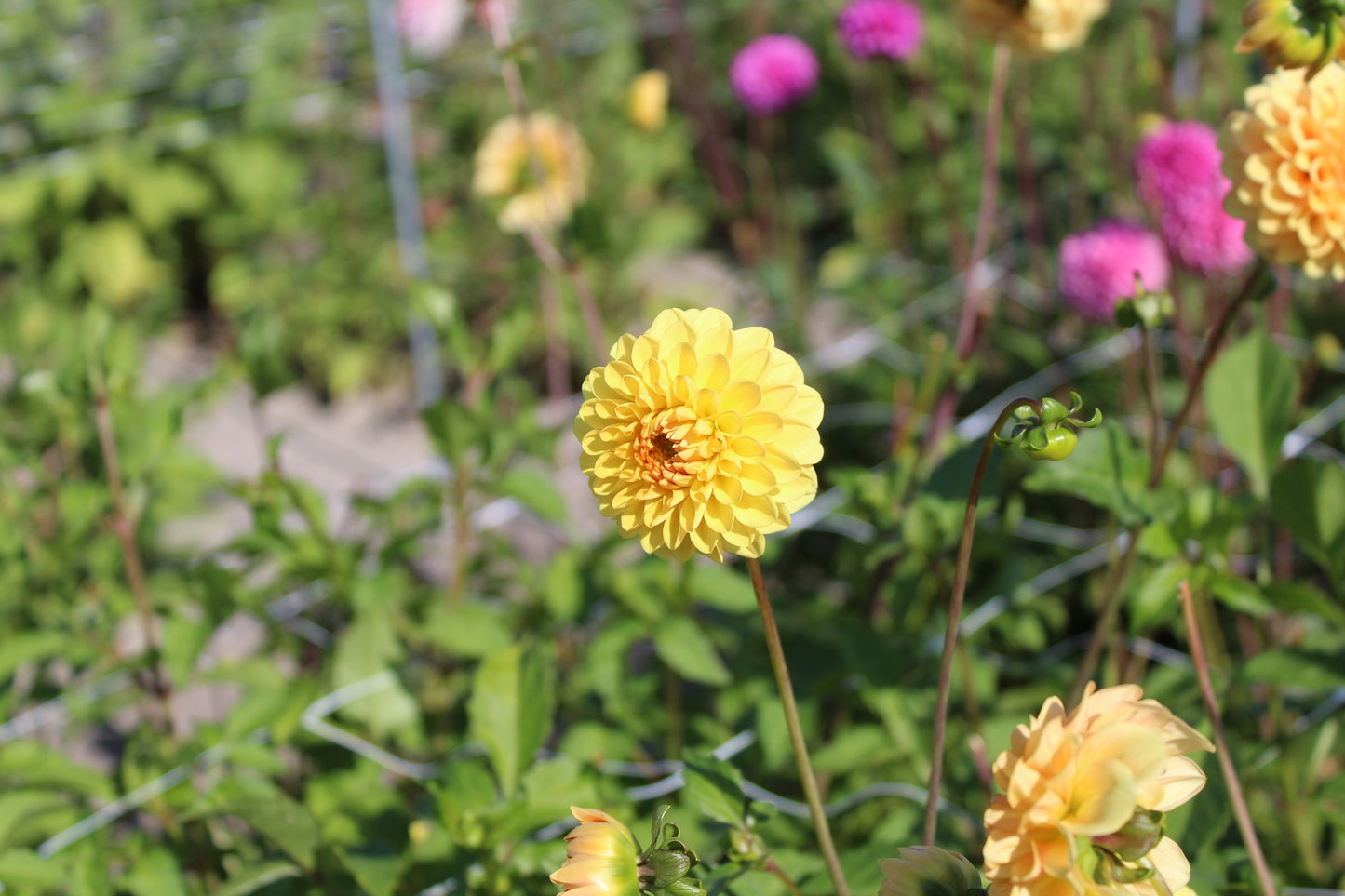 Dahlia 'Golden Scepter'