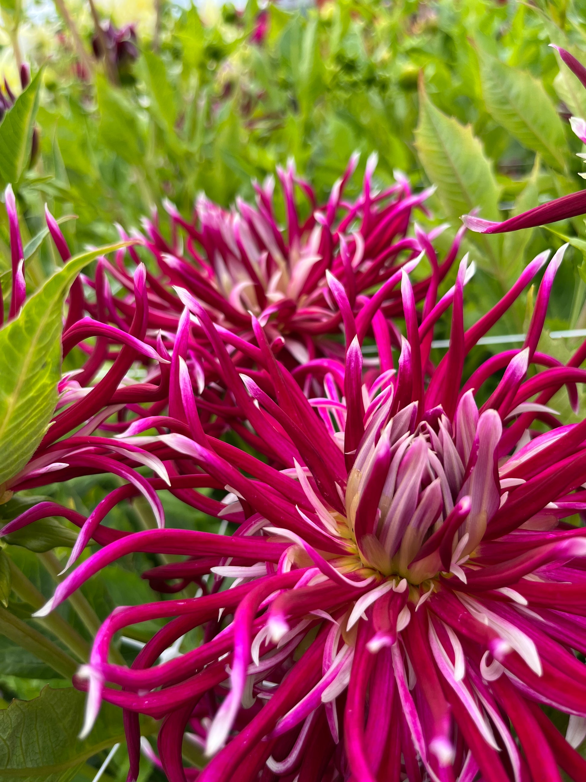 Dahlia 'HollyHill Spiderwoman'