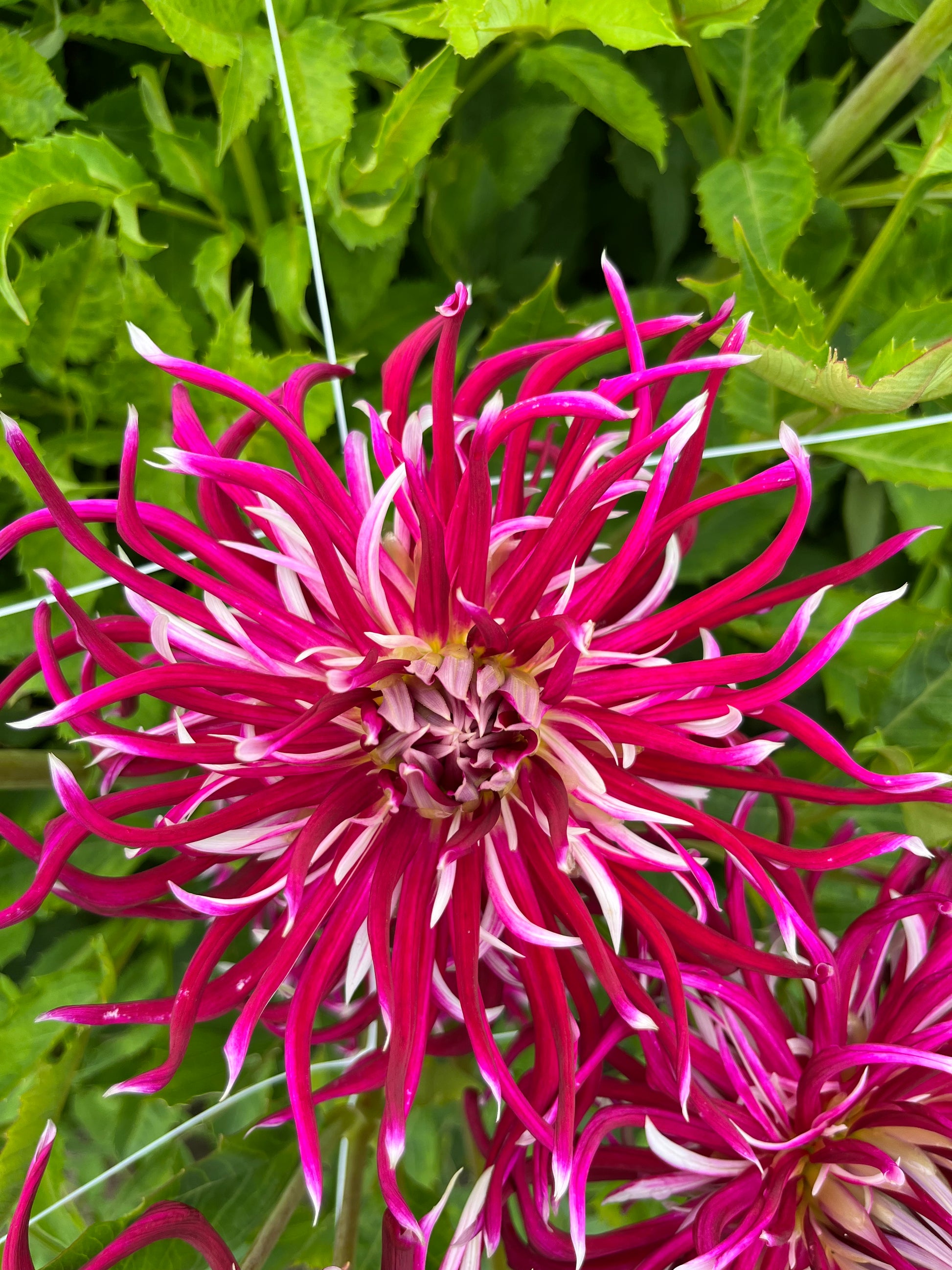 Dahlia 'HollyHill Spiderwoman'