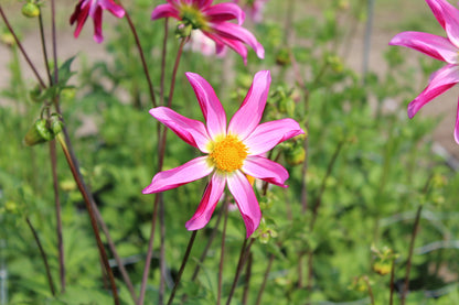 Dahlia 'Honka Roze'