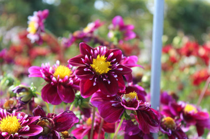 Dahlia 'Impression Festivo'