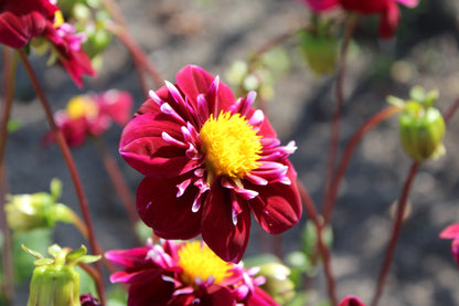 Dahlia 'Impression Festivo'