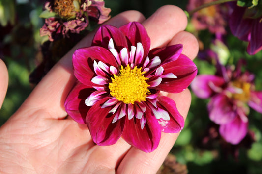 Dahlia 'Impression Festivo'