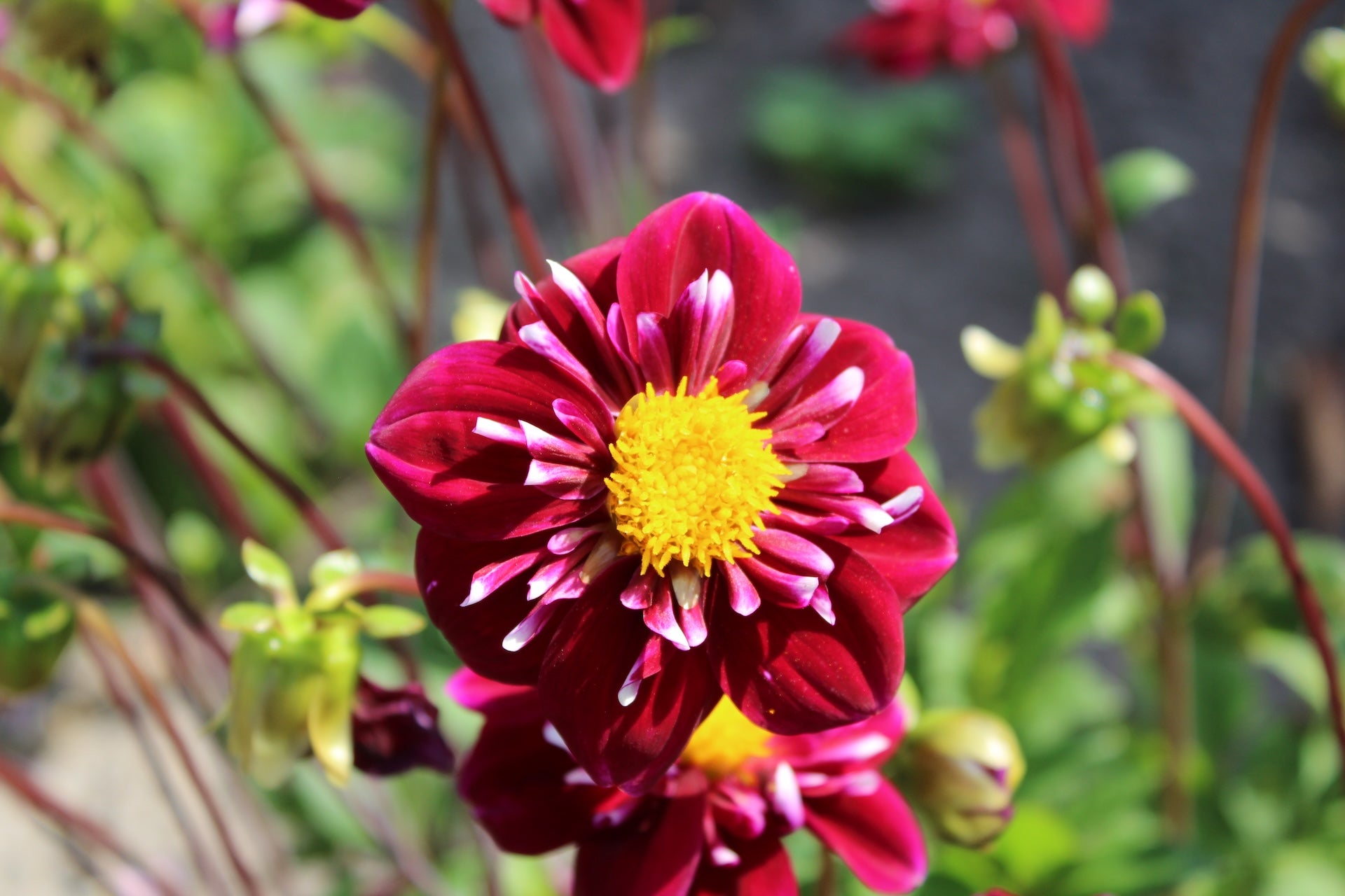 Dahlia 'Impression Fantastico'