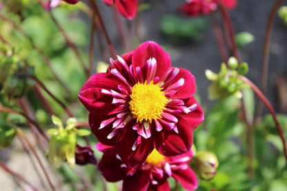 Dahlia 'Impression Festivo'