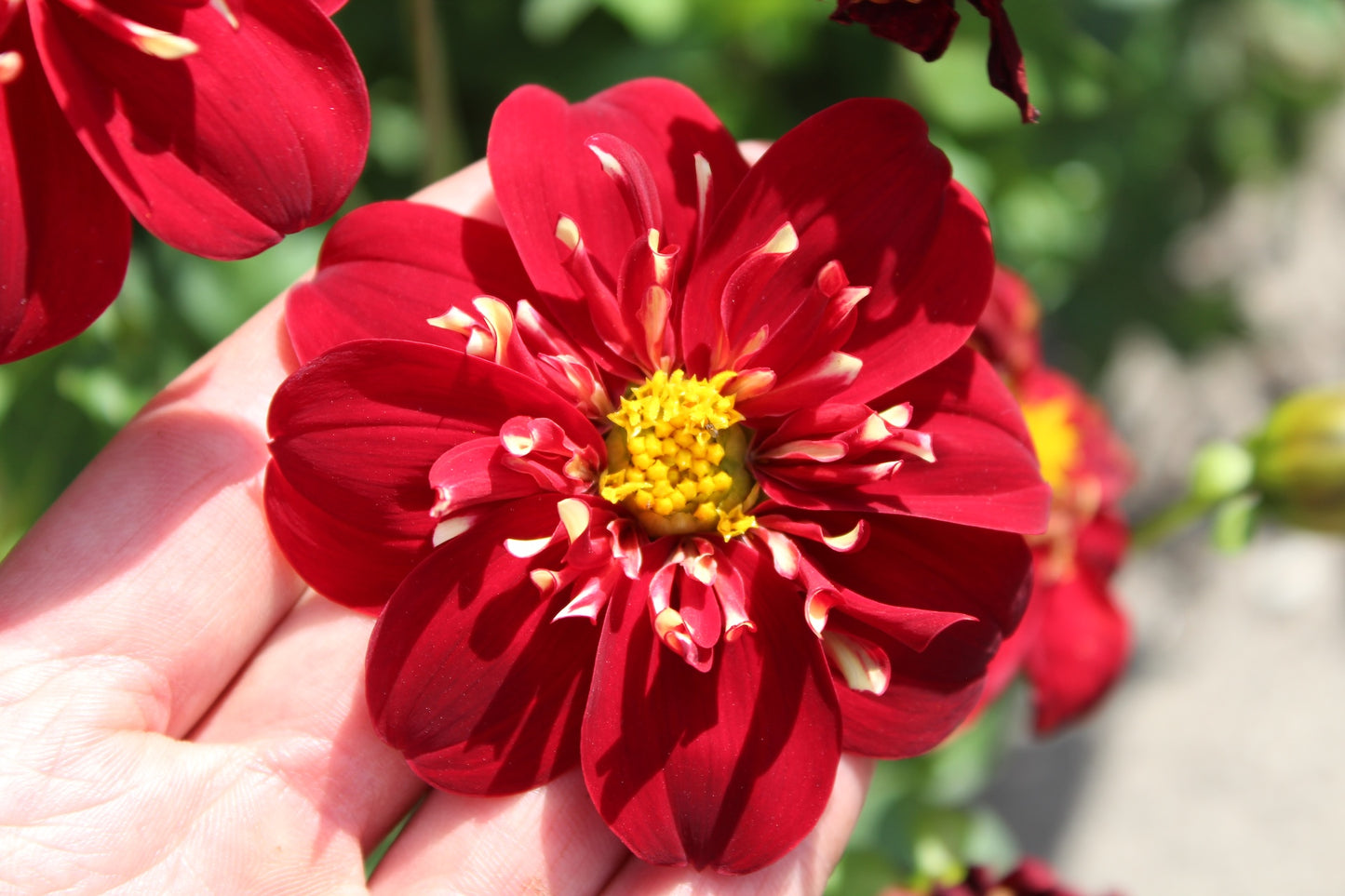 Dahlia 'Impression Festivo'