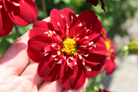 Dahlia 'Impressie Fantastico'