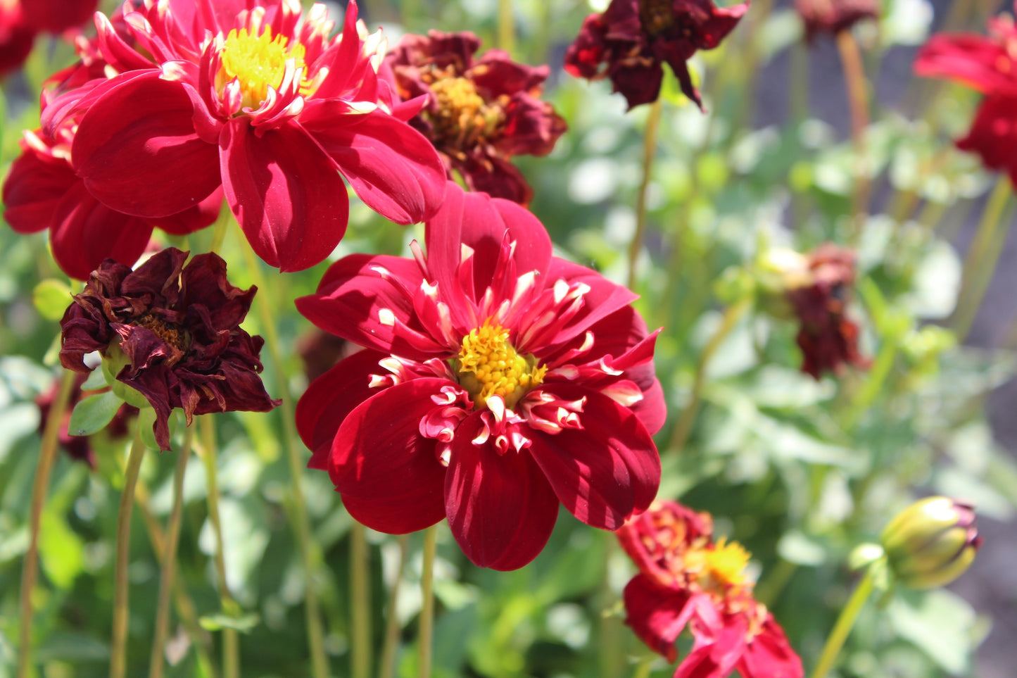 Dahlia 'Impression Festivo'