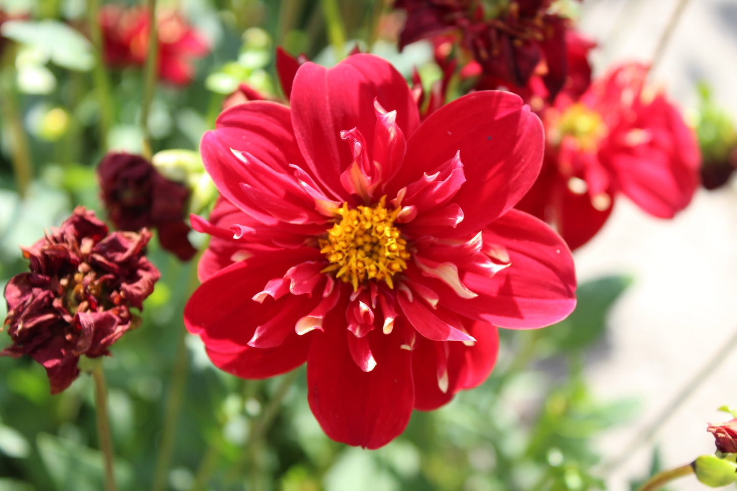 Dahlia 'Impression Festivo'