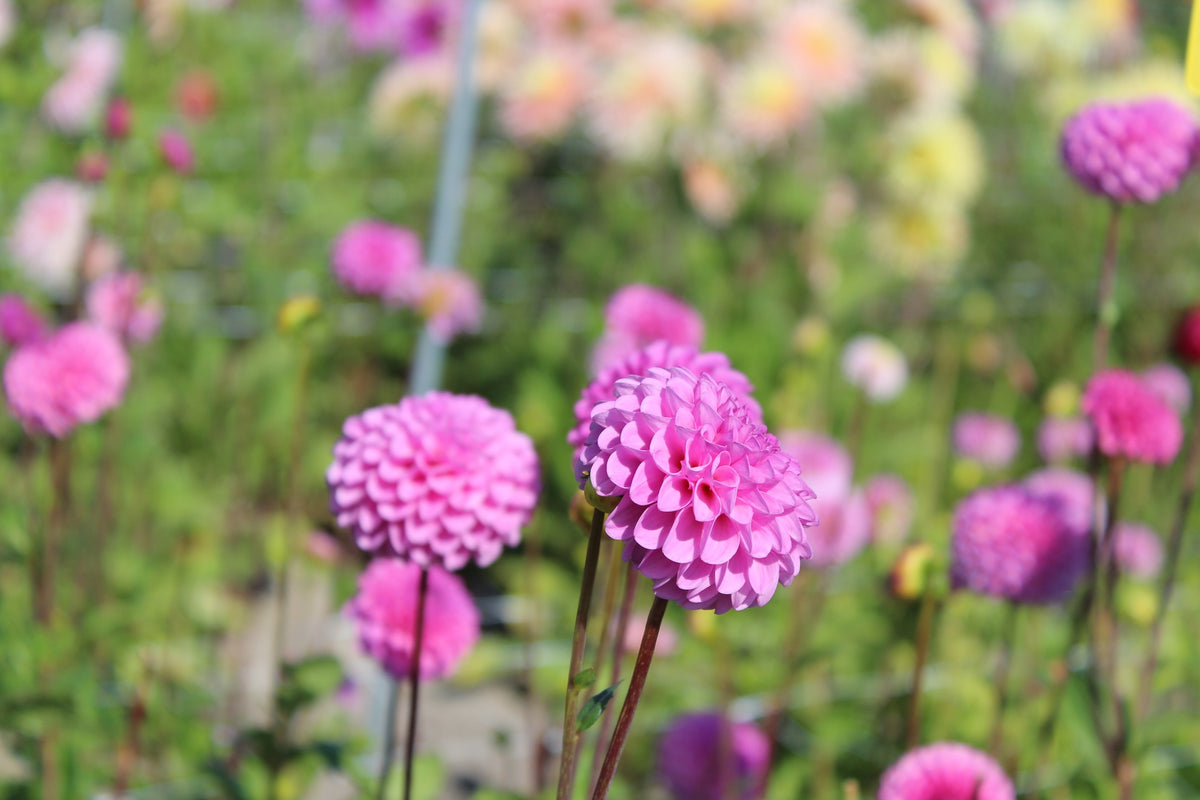 Dahlia 'Jan van Schaffelaar'