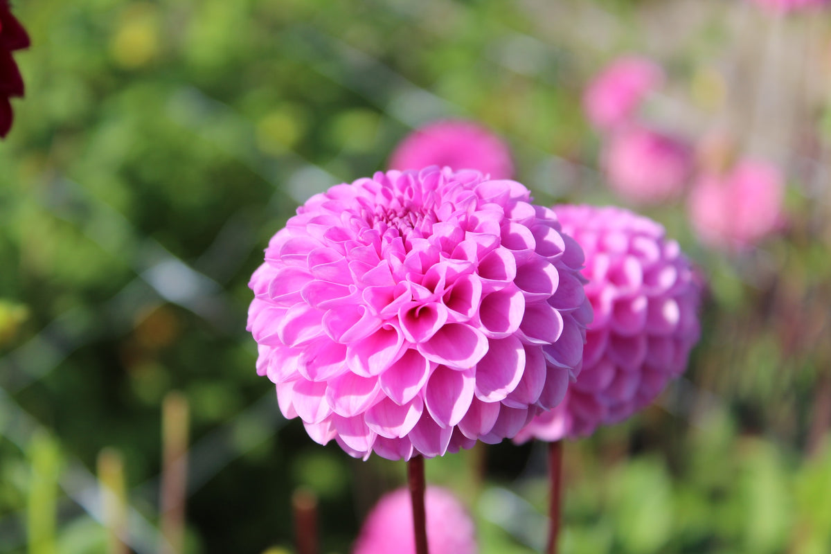Dahlia 'Jan van Schaffelaar'