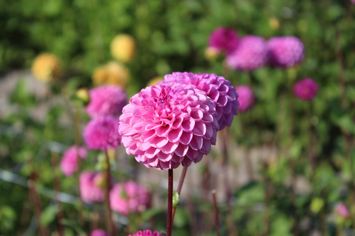 Dahlia 'Jan van Schaffelaar'