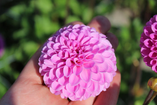Dahlia 'Jan van Schaffelaar'
