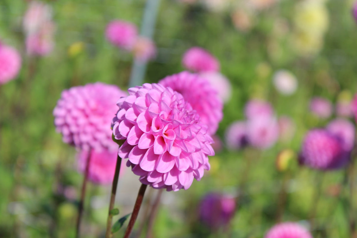 Dahlia 'Jan van Schaffelaar'