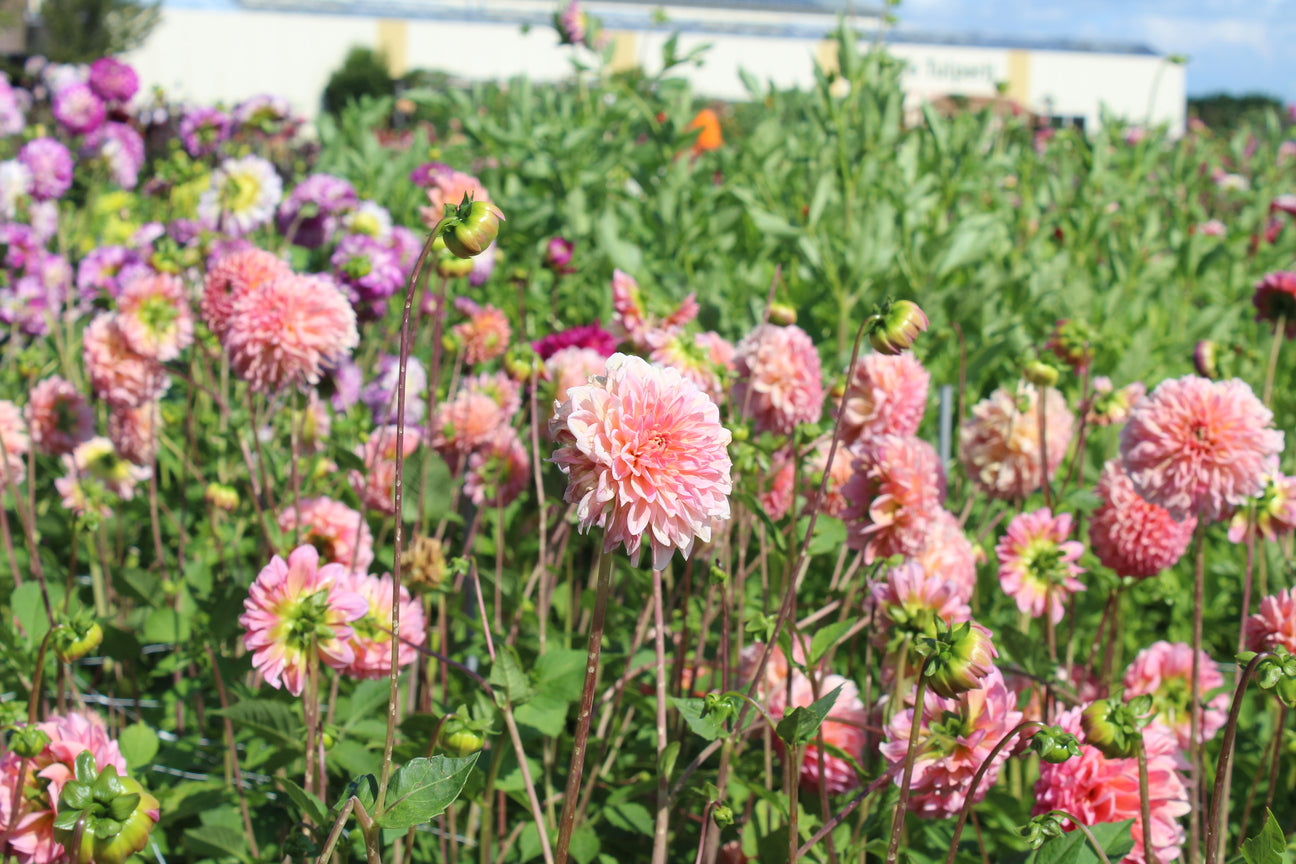 Dahlia 'Jowey Winnie'