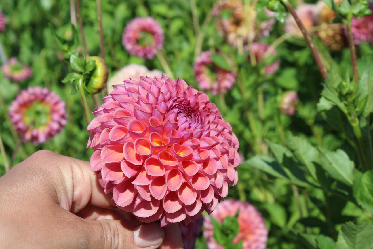 Dahlia 'Jowey Winnie'