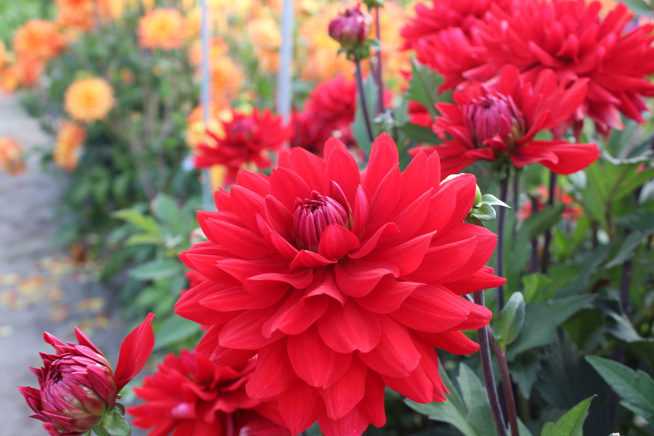 Dahlia 'Karma Amora'