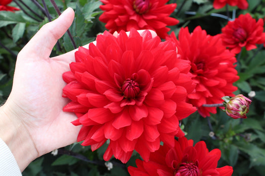 Dahlia 'Karma Amora'