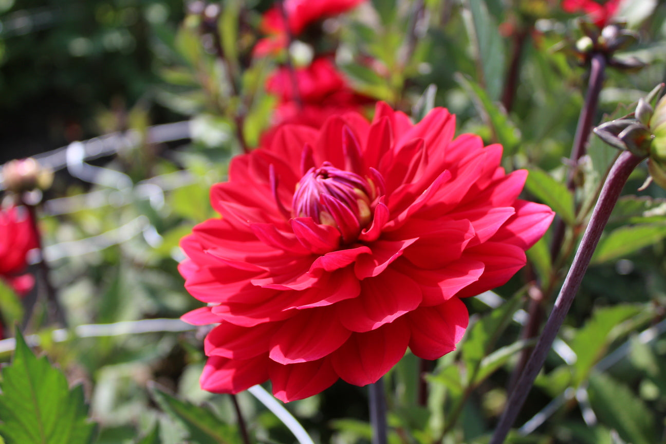 Dahlia 'Karma Amora'