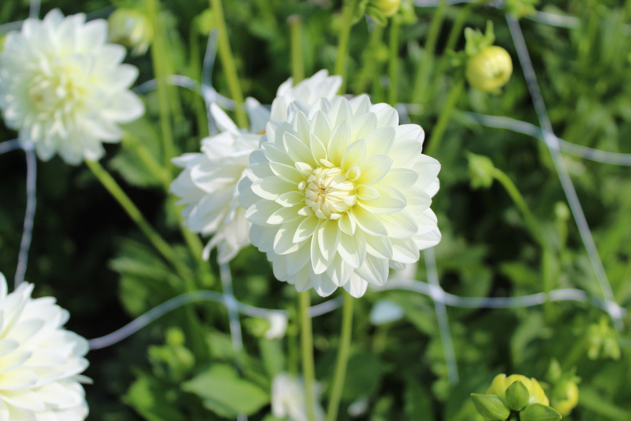 Dahlia 'Karma Serena'