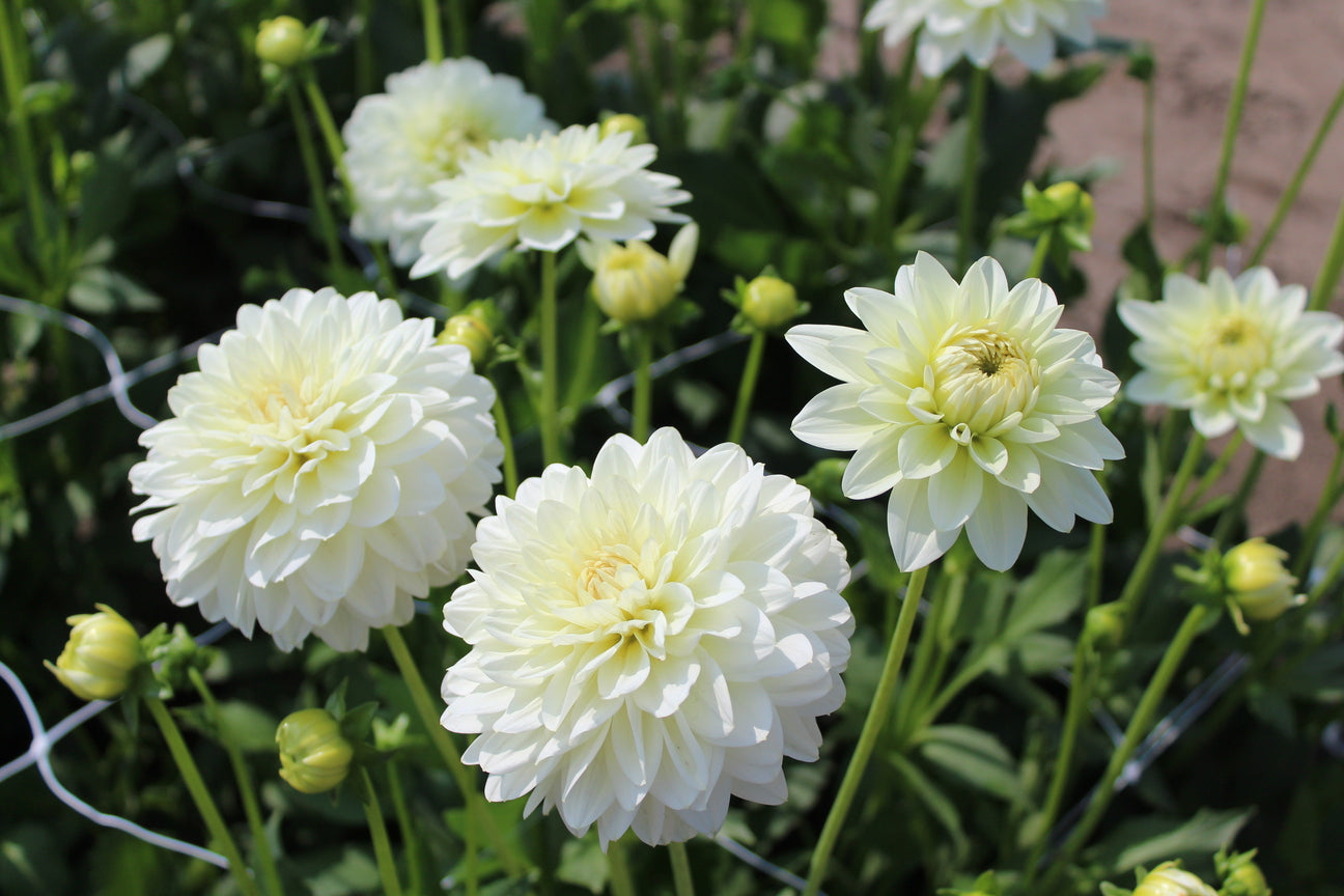 Dahlia 'Karma Serena'