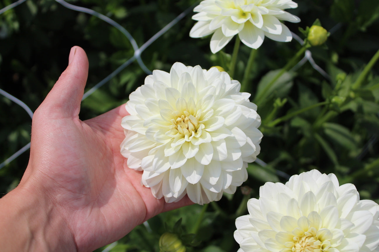 Dahlia 'Karma Serena'