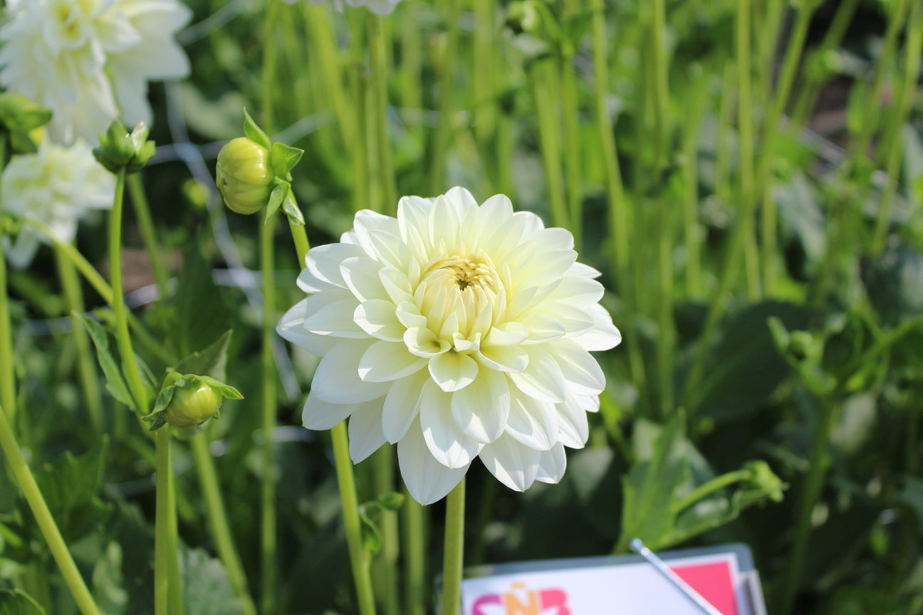 Dahlia 'Karma Serena'
