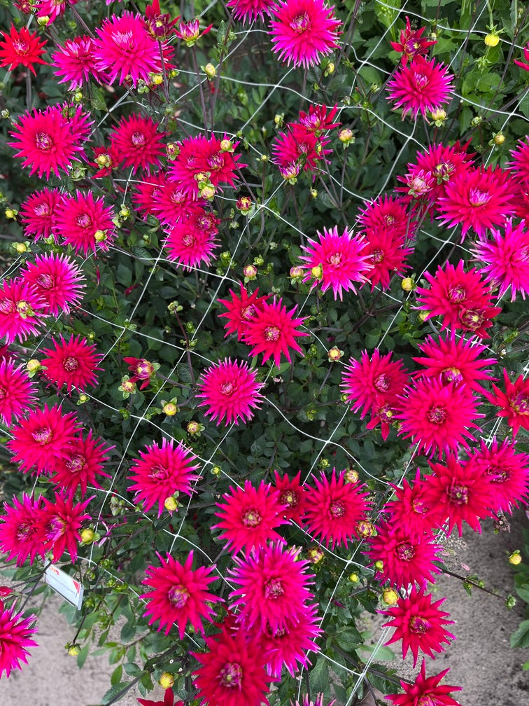 Dahlia 'Karma Purple Corona'