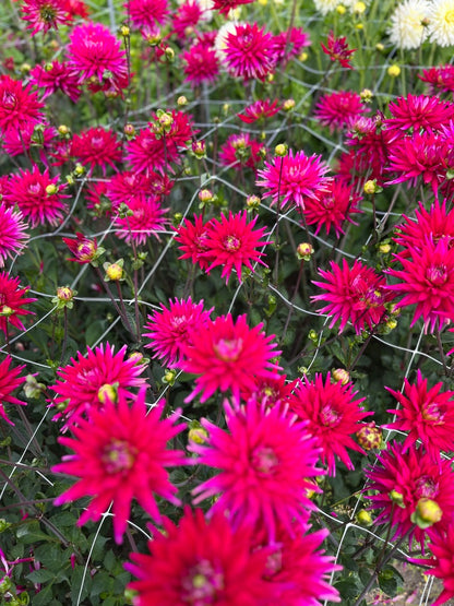 Dahlia 'Karma Purple Corona'