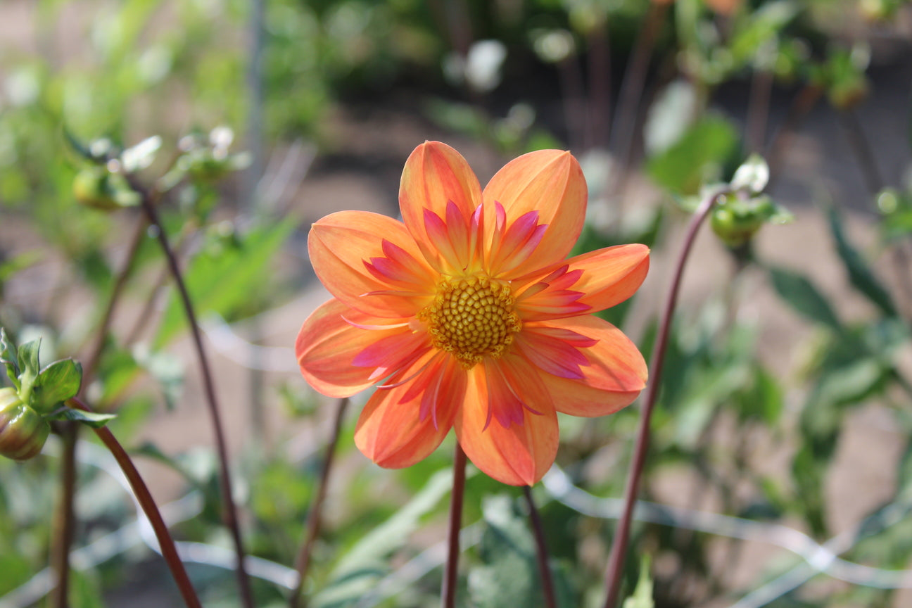 Dahlia 'Kelsey Annie Joy'