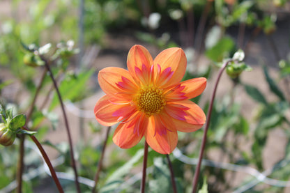 Dahlia 'Kelsey Annie Joy'
